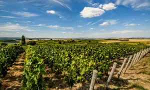 Vigneti rigogliosi sulle **Montagne de Reims** sotto un cielo azzurro con nuvole bianche. La campagna francese si estende all'orizzonte.