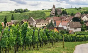 Un villaggio con un campanile svetta tra dolci colline ricoperte di vigneti, un paesaggio che evoca la bellezza di dove si trova la Borgogna.