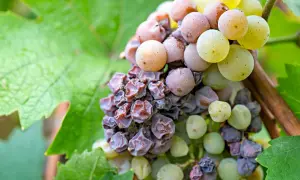 Grappoli d'uva con acini appassiti e alcuni ancora succosi, segno della presenza delle muffe nobili che donano sapori unici.