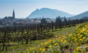 Vigneti in fiore nella valle del Rhone, con un villaggio e una chiesa sullo sfondo.