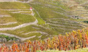Terrazzamenti di vigneti a Vacqueyras, con un piccolo edificio rosso in cima. Le foglie autunnali creano un mosaico di colori.