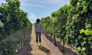 Donna cammina in un vigneto sotto un cielo azzurro, immaginando il sapore del vino canadese.