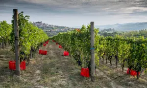 Vigneto di Nebbiolo, con grappoli scuri pronti per la raccolta e ceste rosse sparse tra i filari. In lontananza, un borgo collinare.