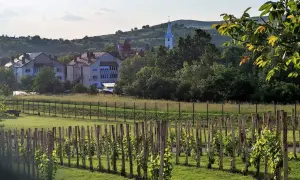 Vigneto di Feteasca Neagra con case e campanile sullo sfondo, in una giornata di sole.