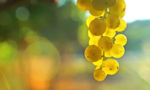 Grappolo dorato di uva Malvasia, pronto per diventare un delizioso vino.