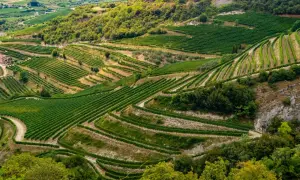 Terrazzamenti verdi di vigneti che si snodano su dolci colline, un paesaggio che evoca la ricchezza dei vini veneti.