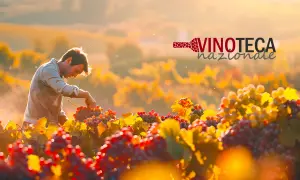 Vendemmia al tramonto: un vignaiolo raccoglie uva per i migliori vini biologici italiani. Logo Vinoteca Nazionale.