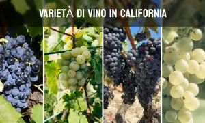 Grappoli di uva nera e bianca, che rappresentano la diversità dei vini della California, pendono dai tralci in un vigneto soleggiato.