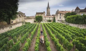 Un vigneto a Bordeaux, con un uomo e un cavallo che lavorano la terra. Le file ordinate di viti promettono le migliori annate bordeaux.