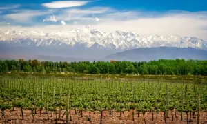 Vigneti rigogliosi sotto le maestose Ande innevate, un paesaggio che promette vini argentini famosi.
