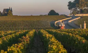 Vigneti di Saint-Estèphe al tramonto, con un trattore che lavora tra i filari e un castello sullo sfondo.