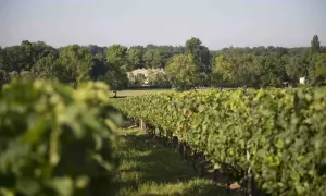Vigneti rigogliosi sotto il sole, con una casa in pietra sullo sfondo, un paesaggio tipico di Saint-Émilion.