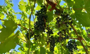 Grappoli d'uva in invaiatura vite, con acini verdi e violacei che iniziano a colorarsi sotto il sole. Le foglie verdi brillano, promettendo un futuro raccolto.