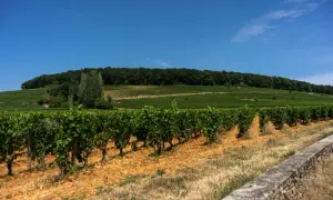 Filari di vitigni Borgogna su un pendio verdeggiante sotto un cielo azzurro.