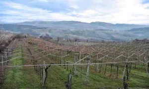 Vigneti spogli in Valpolicella, con filari ordinati che si estendono verso colline nebbiose, promettendo il futuro vino della Valpolicella.