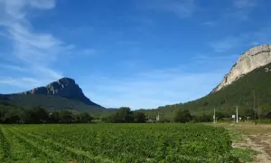 Vigneti rigogliosi ai piedi delle imponenti montagne di Saint-Loup, sotto un cielo azzurro con nuvole sottili.