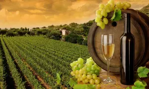 Un bicchiere di vino bianco, una bottiglia e grappoli d'uva su una botte, con un vigneto rigoglioso sullo sfondo. Un assaggio dei vini del sud Italia.