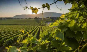 Vigneti dorati al tramonto, un paesaggio che fa capire perché si chiama Franciacorta: la bellezza che ispira vini pregiati.