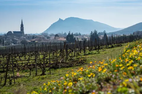 Vigneti in fiore nella valle del Rhone, con un villaggio e una chiesa sullo sfondo.