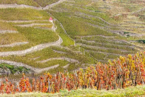 Terrazzamenti di vigneti a Vacqueyras, con un piccolo edificio rosso in cima. Le foglie autunnali creano un mosaico di colori.