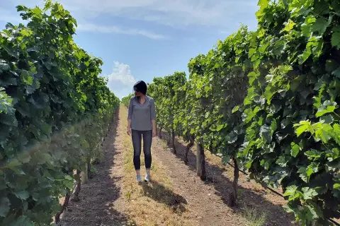 Donna cammina in un vigneto sotto un cielo azzurro, immaginando il sapore del vino canadese.