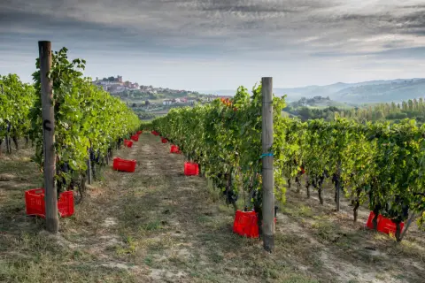 Vigneto di Nebbiolo, con grappoli scuri pronti per la raccolta e ceste rosse sparse tra i filari. In lontananza, un borgo collinare.