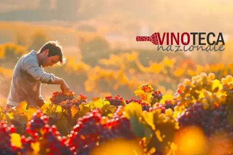 Vendemmia al tramonto: un vignaiolo raccoglie uva per i migliori vini biologici italiani. Logo Vinoteca Nazionale.