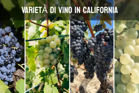 Grappoli di uva nera e bianca, che rappresentano la diversità dei vini della California, pendono dai tralci in un vigneto soleggiato.