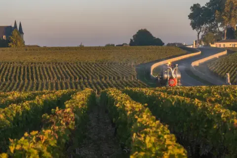 Vigneti di Saint-Estèphe al tramonto, con un trattore che lavora tra i filari e un castello sullo sfondo.