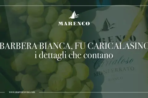Uva Barbera bianca, un vino che racconta la storia di Marenco. Dettagli che contano.