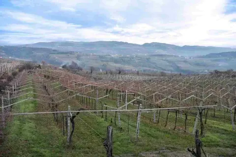 Vigneti spogli in Valpolicella, con filari ordinati che si estendono verso colline nebbiose, promettendo il futuro vino della Valpolicella.