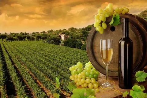 Un bicchiere di vino bianco, una bottiglia e grappoli d'uva su una botte, con un vigneto rigoglioso sullo sfondo. Un assaggio dei vini del sud Italia.