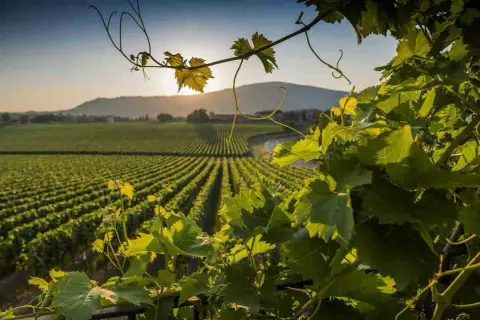 Vigneti dorati al tramonto, un paesaggio che fa capire perché si chiama Franciacorta: la bellezza che ispira vini pregiati.