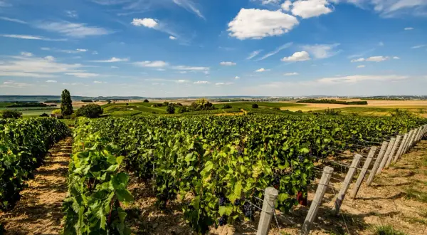 Vigneti rigogliosi sulle **Montagne de Reims** sotto un cielo azzurro con nuvole bianche. La campagna francese si estende all'orizzonte.