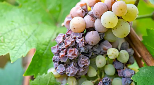 Grappoli d'uva con acini appassiti e alcuni ancora succosi, segno della presenza delle muffe nobili che donano sapori unici.