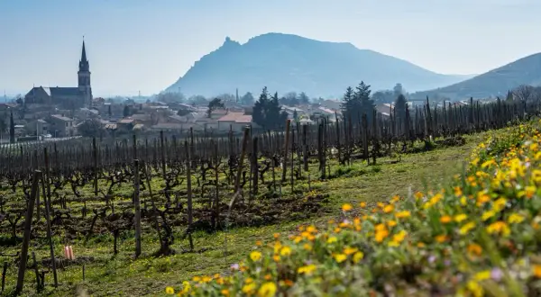 Vigneti in fiore nella valle del Rhone, con un villaggio e una chiesa sullo sfondo.