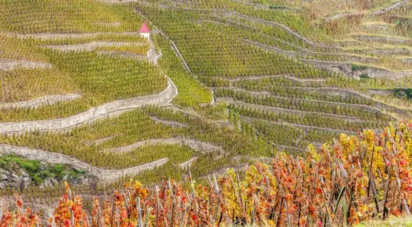 Terrazzamenti di vigneti a Vacqueyras, con un piccolo edificio rosso in cima. Le foglie autunnali creano un mosaico di colori.