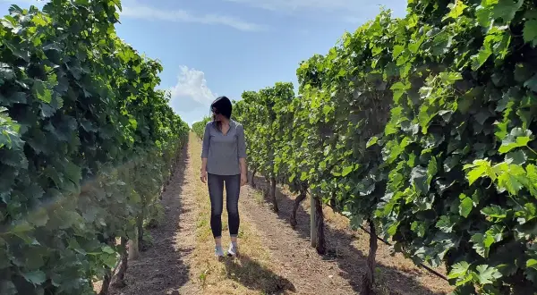 Donna cammina in un vigneto sotto un cielo azzurro, immaginando il sapore del vino canadese.