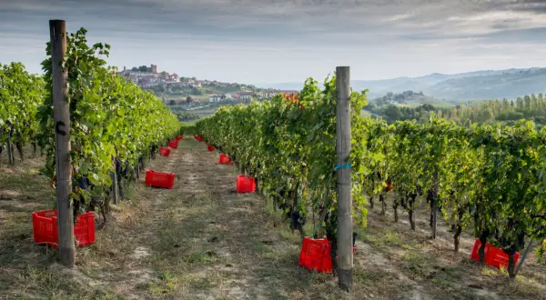 Vigneto di Nebbiolo, con grappoli scuri pronti per la raccolta e ceste rosse sparse tra i filari. In lontananza, un borgo collinare.