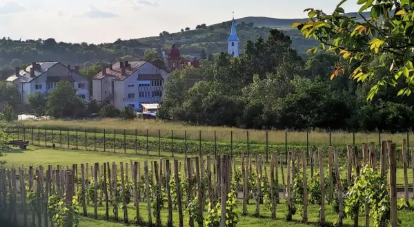 Vigneto di Feteasca Neagra con case e campanile sullo sfondo, in una giornata di sole.