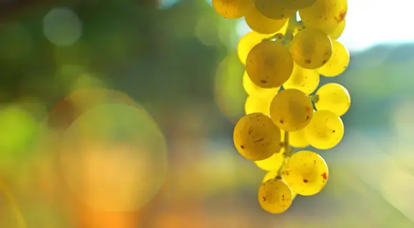 Grappolo dorato di uva Malvasia, pronto per diventare un delizioso vino.