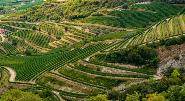 Terrazzamenti verdi di vigneti che si snodano su dolci colline, un paesaggio che evoca la ricchezza dei vini veneti.