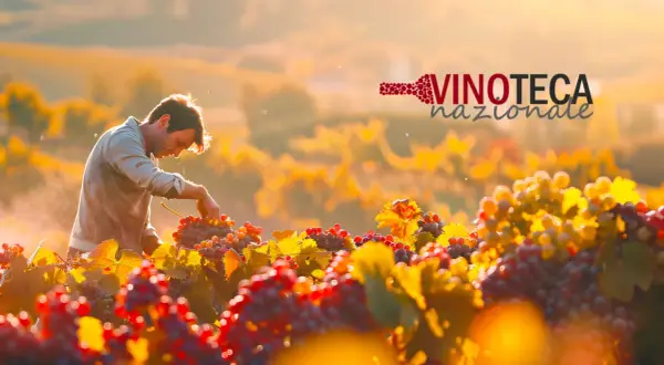 Vendemmia al tramonto: un vignaiolo raccoglie uva per i migliori vini biologici italiani. Logo Vinoteca Nazionale.