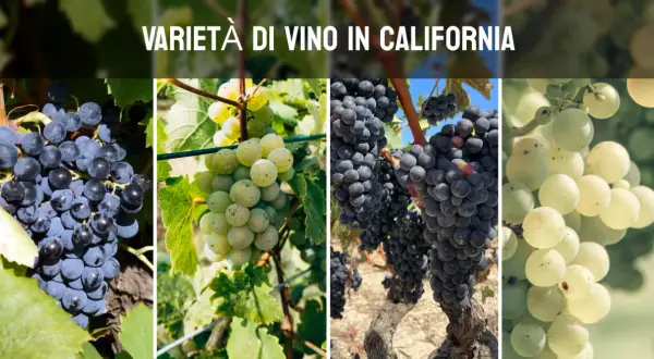 Grappoli di uva nera e bianca, che rappresentano la diversità dei vini della California, pendono dai tralci in un vigneto soleggiato.
