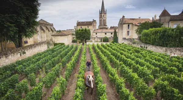 Un vigneto a Bordeaux, con un uomo e un cavallo che lavorano la terra. Le file ordinate di viti promettono le migliori annate bordeaux.