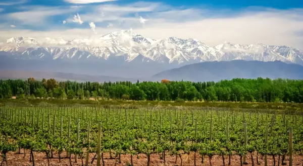 Vigneti rigogliosi sotto le maestose Ande innevate, un paesaggio che promette vini argentini famosi.