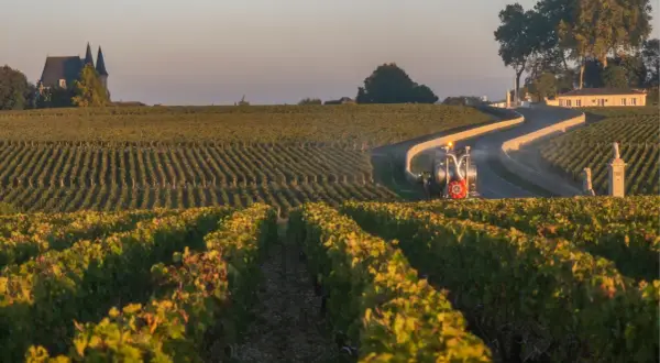 Vigneti di Saint-Estèphe al tramonto, con un trattore che lavora tra i filari e un castello sullo sfondo.