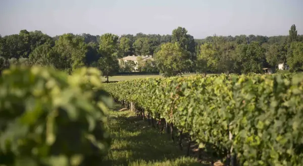 Vigneti rigogliosi sotto il sole, con una casa in pietra sullo sfondo, un paesaggio tipico di Saint-Émilion.
