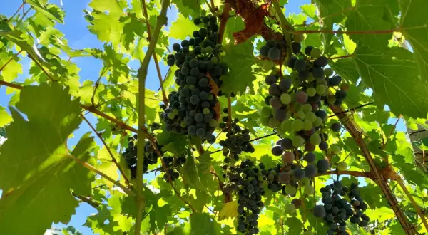 Grappoli d'uva in invaiatura vite, con acini verdi e violacei che iniziano a colorarsi sotto il sole. Le foglie verdi brillano, promettendo un futuro raccolto.