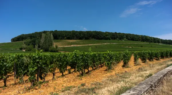 Filari di vitigni Borgogna su un pendio verdeggiante sotto un cielo azzurro.